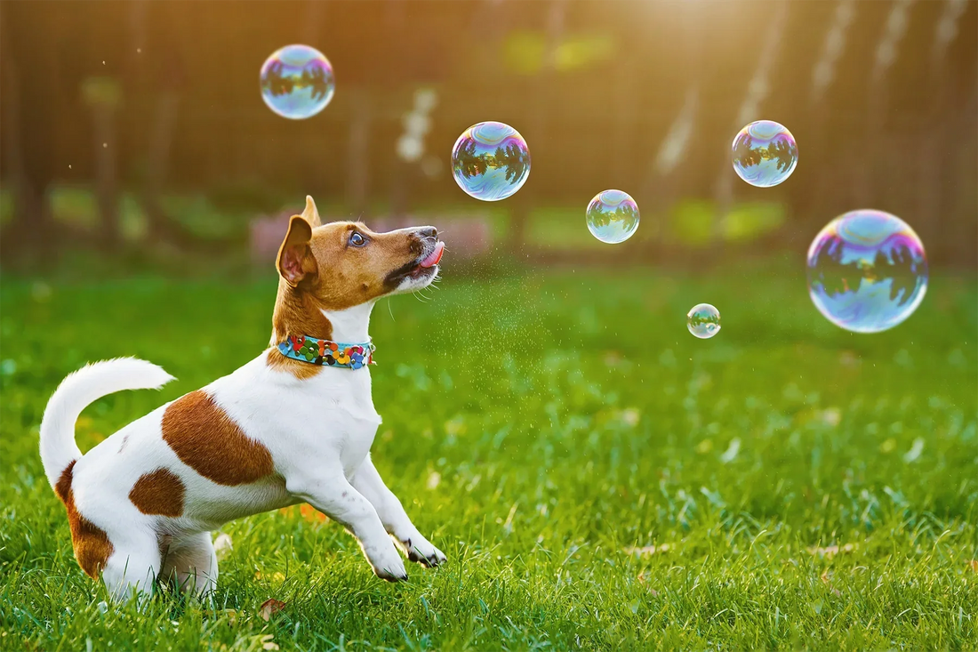 Dog Shampoo Bars - May Clean Your Conscience